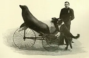 Judges: William Judges with performing seal and dogs