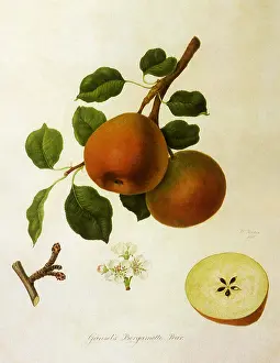 Pyrus: Williams Bon Chretien Pears