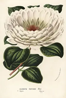 Forma: Williams clematis, Clematis williamsii