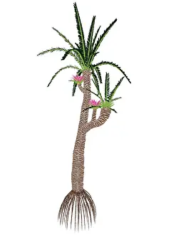 Evergreen: Williamsonia gigas prehistoric tree