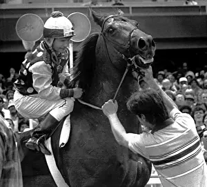 Steadies: Willie Shoemaker steadies his mount, War ?