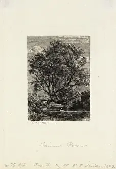 Griggs: The Willow