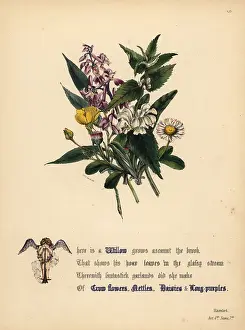 Nettles: Willow, Crow flowers, Nettles, Daisies, and
