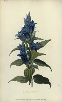 Gentian: Willow gentian, Gentiana asclepiadea