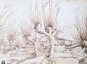 Danube: Willow Plantation Artist: Wolf Huber