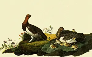 Lagopus: Willow Ptarmigan, Lagopus lagopus