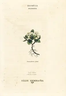 Herbacea: Least willow, Salix herbacea