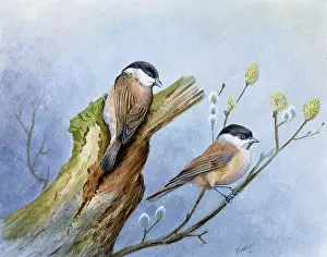 Benger: Willow Tits