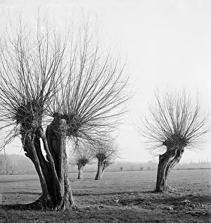 Pollarded: Willow Trees