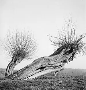 Pollarded: Willow Trees