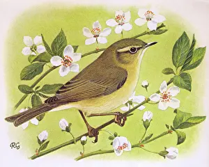 Warbler: Willow Warbler