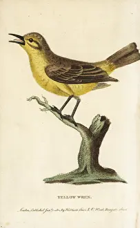 Phylloscopus: Willow warbler, Phylloscopus trochilus