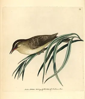 Phylloscopus: Willow warbler, Phylloscopus trochilus