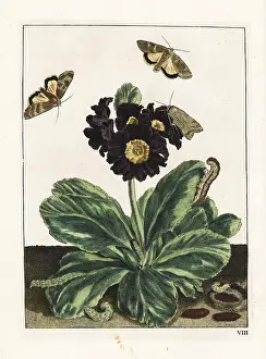Metamorphoses: Willowherb hawkmoth on a black auricula flower