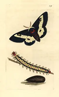 Proserpina: Willowherb hawkmoth, Proserpinus proserpina