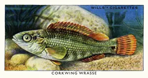 Wrasse: Wills cigarette card - Corkwing Wrasse