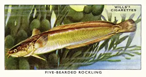 Rockling: Wills cigarette card - Five-bearded Rockling