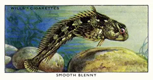 Blenny: Wills cigarette card - Smooth Blenny