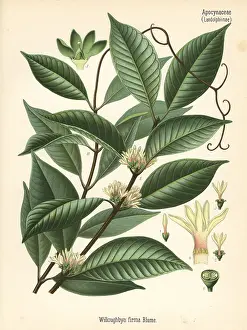 Latex: Willughbeia coriacea