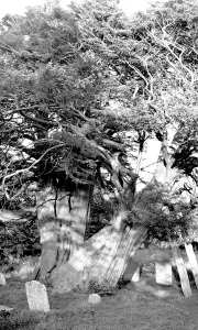 Wilmington: Wilmington, the Old Yew Tree c1960