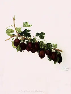 Hooker: Wilmot's Early Red Gooseberries