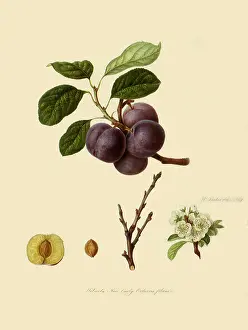 Linnaeus: Wilmot's New Orleans Plums