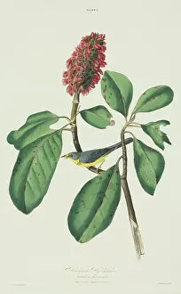 Magnolia: Wilsonia canadensis, Canada warbler