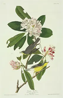 Ericaceae: Wilsonia canadensis, Canada warbler