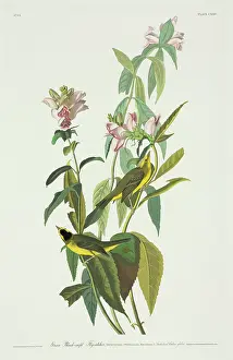 Wilsons: Wilsonia pusilla, Wilson's warbler