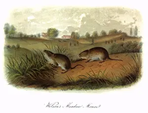 Fenced: Wilson's Meadow Mice
