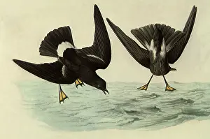 Wilsons: Wilson's Petrel