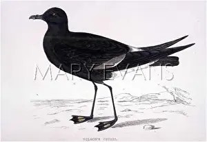 Petrel: WILSON'S PETREL (MORRIS)