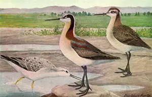 Wilsons: Wilson's Phalarope