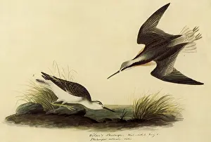 Tricolor: Wilson's Phalarope