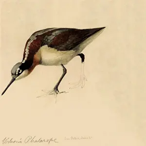 Tricolor: Wilson's Phalarope, Phalaropus tricolor