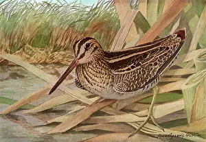 Bent: Wilson's Snipe