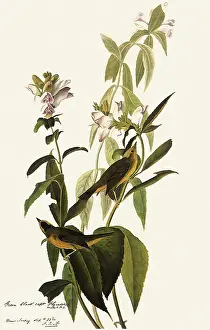 Warbler: Wilson's Warbler, Wilsonia pusilla