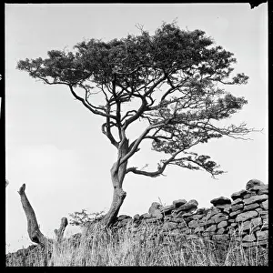 Drystone: A wind-swept tree beside a drystone wall