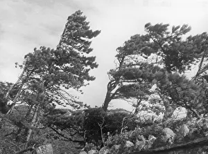 Windswept: WINDBLOWN FIR TREES