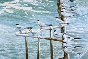 Terns: Windblown Terns