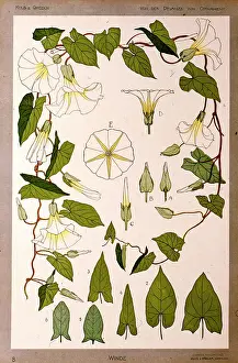 Convolvulus: Winde (Bindweed) by Kolb and Gmelich