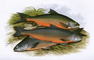 Spots: Windermere Charr, Cole's Charr and Gray's Charr