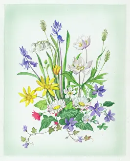 Windflowers: Windflowers, daisies, celandine etc