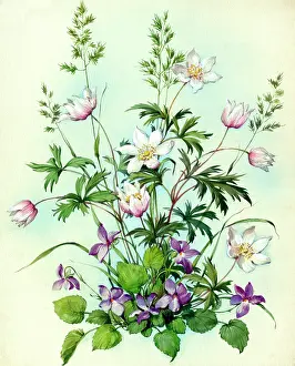 Windflowers: Windflowers and violets