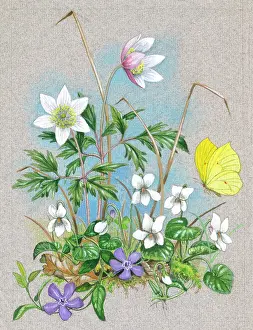 Periwinkle: Windflowers, white violets, periwinkle & butterfly