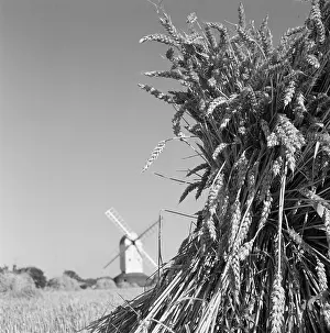 Stook: Windmill and wheat