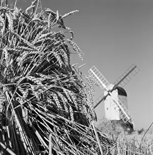Stook: Windmill and wheat