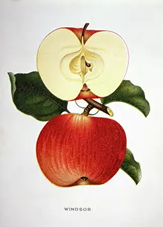 Sliced: Windsor Apple - Fruit - Food - Historical