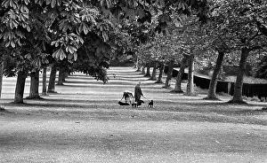 Walkers: Windsor Great Park