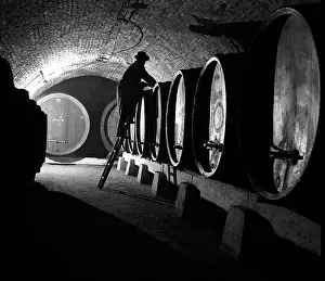 Winegrowing: Wine-cellar barrel winegrover winery